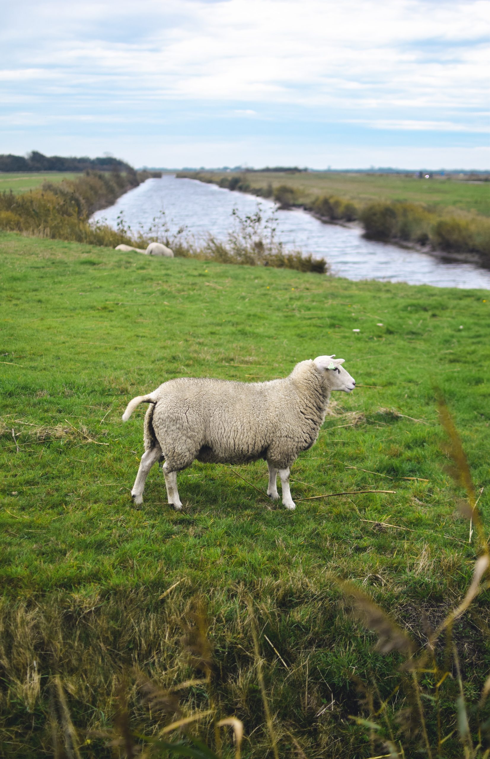 Wetlands in the Netherlands